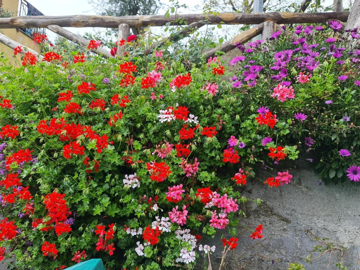 Casa Betania Da Peppe Villa Sorrento Eksteriør bilde